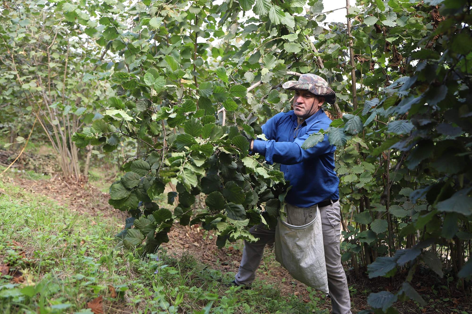 “FINDIK DALDA AKLIN İŞÇİDE KALMASIN” PROJESİ YÜZ GÜLDÜRÜYOR